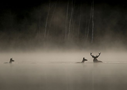 Whispers in the Woods